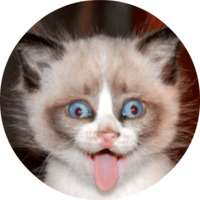 Котики и кошечки