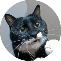 Котики и кошечки
