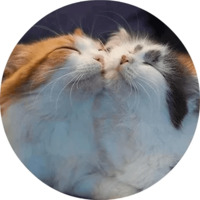 Котики и кошечки