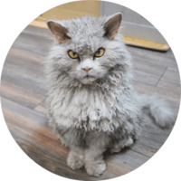 Котики и кошечки