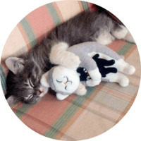 Котики и кошечки