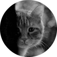 Котики и кошечки