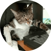 Котики и кошечки