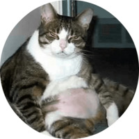 Котики и кошечки