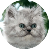 Котики и кошечки
