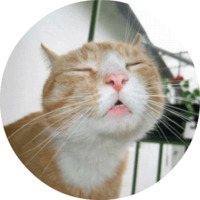 Котики и кошечки