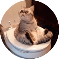 Котики и кошечки