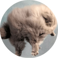 Котики и кошечки