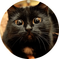 Котики и кошечки