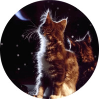 Котики и кошечки