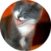 Котики и кошечки