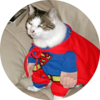 Котики и кошечки