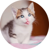 Котики и кошечки
