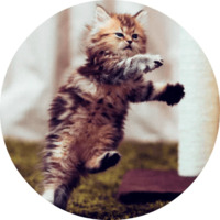 Котики и кошечки