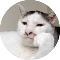 Котики и кошечки