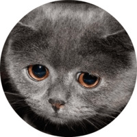 Котики и кошечки