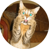 Котики и кошечки