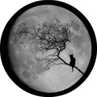 Котики и кошечки
