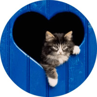 Котики и кошечки