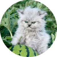 Котики и кошечки