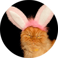 Котики и кошечки