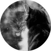 Котики и кошечки