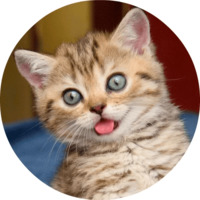 Котики и кошечки