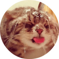 Котики и кошечки