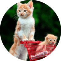 Котики и кошечки