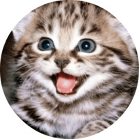 Котики и кошечки