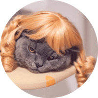 Котики и кошечки