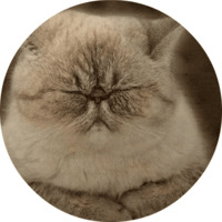 Котики и кошечки