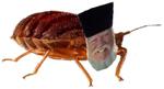 Бородатые Клопы