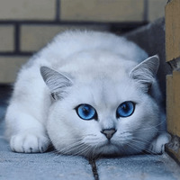 Кот Коби