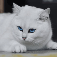 Кот Коби