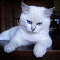 Кот Коби