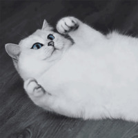 Кот Коби