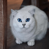 Кот Коби