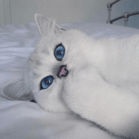 Кот Коби