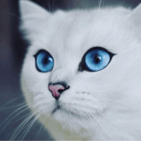 Кот Коби