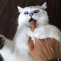 Кот Коби