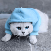 Кот Коби