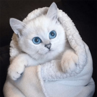 Кот Коби