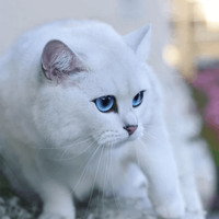 Кот Коби
