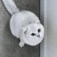 Кот Коби