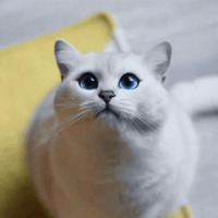 Кот Коби