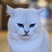 Кот Коби