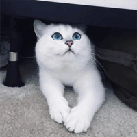 Кот Коби