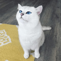 Кот Коби