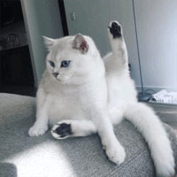 Кот Коби